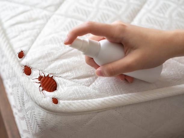 Wasp Removal Services in Krum, TX
