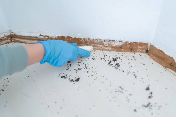 Best Termite Control Services  in Krum, TX